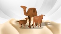 Antara Unta, Sapi, dan Kambing: Mana Hewan Kurban Terbaik?