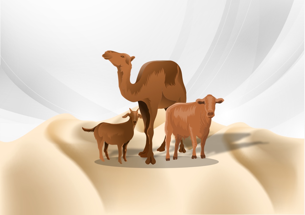 Antara Unta, Sapi, dan Kambing: Mana Hewan Kurban Terbaik?