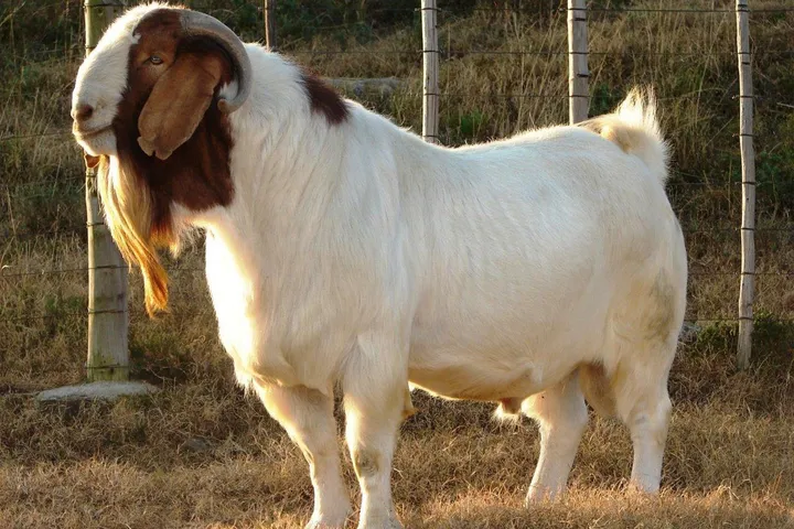 Antara Unta, Sapi, dan Kambing: Mana Hewan Kurban Terbaik?