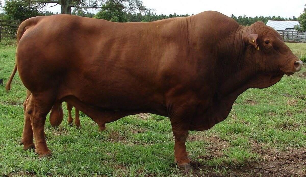 Antara Unta, Sapi, dan Kambing: Mana Hewan Kurban Terbaik?